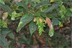 Flemingia strobilifera